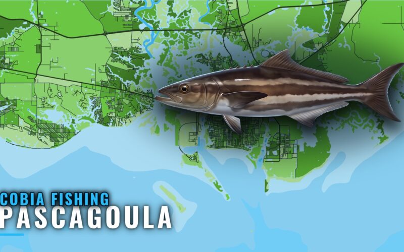 Cobia Fishing Out of Pascagoula: Reefs, Wrecks and Runs