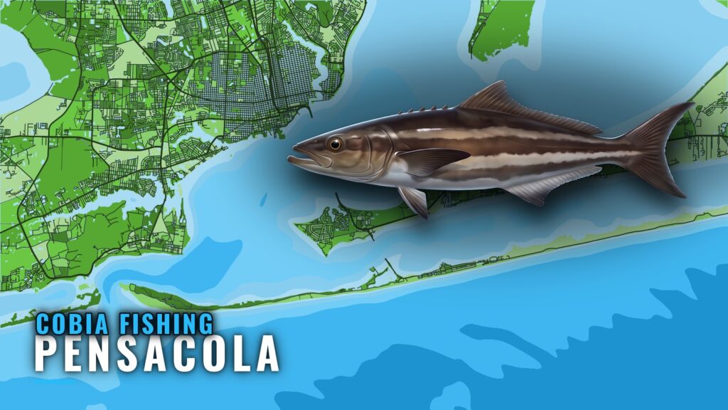 Cobia Fishing Out of Pensacola: Reefs, Runs and Charters