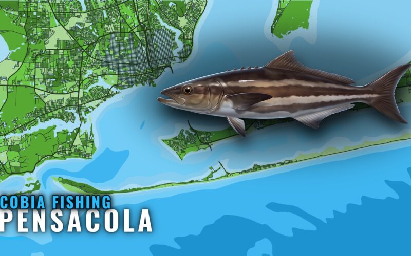 Cobia Fishing Out of Pensacola: Reefs, Runs and Charters