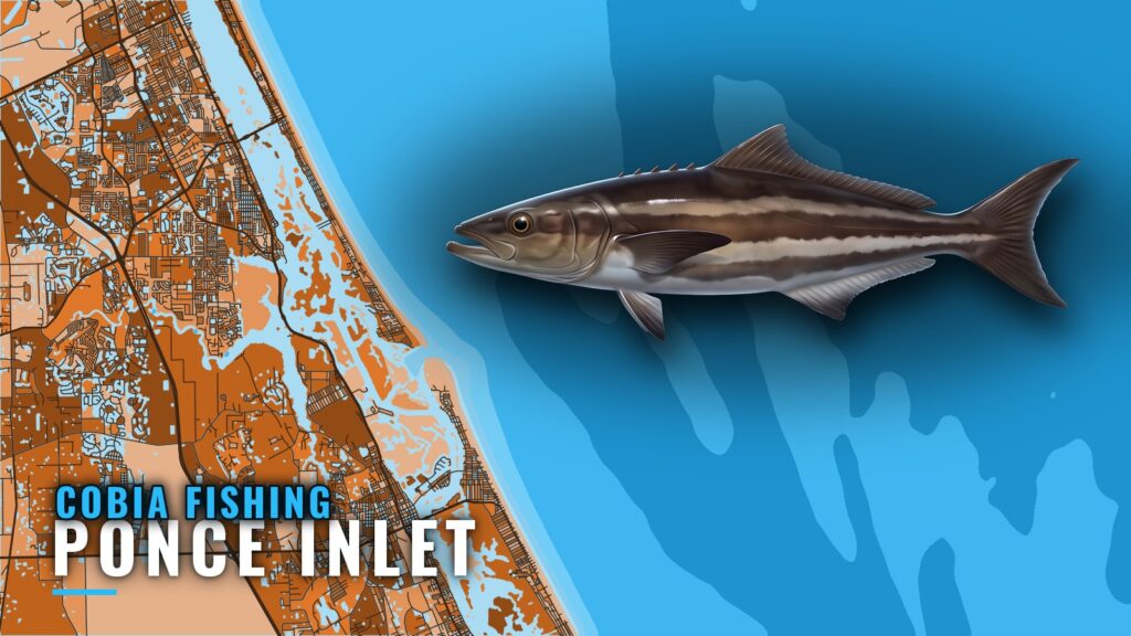 Cobia Fishing Out of Ponce Inlet: Season, Reefs, Charters