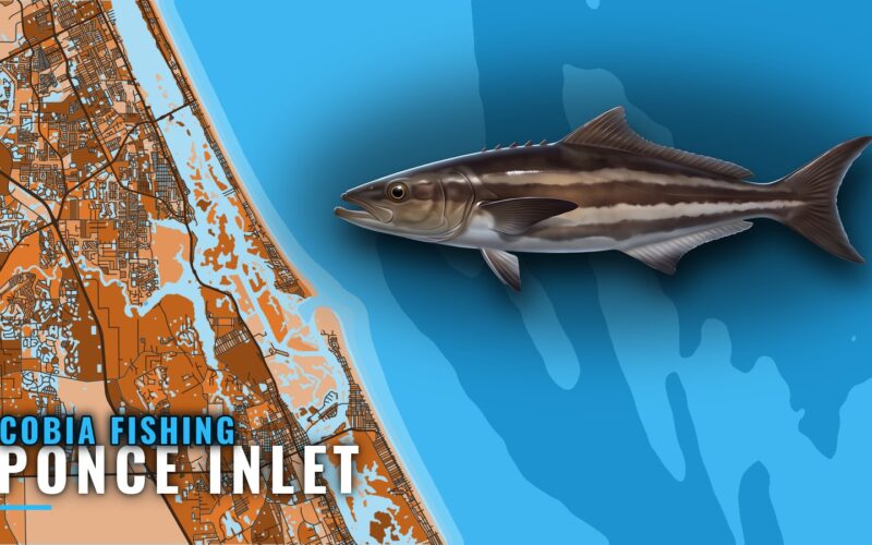 Cobia Fishing Out of Ponce Inlet: Season, Reefs, Charters