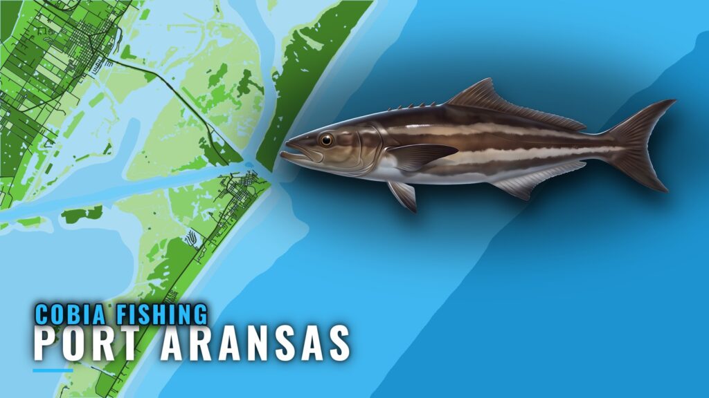 Cobia Fishing Out of Port Aransas: Season, Reefs, Runs