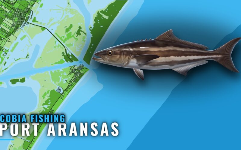 Cobia Fishing Out of Port Aransas: Season, Reefs, Runs