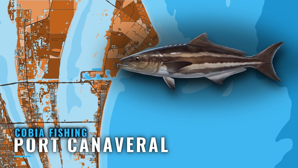Cobia Fishing Out of Port Canaveral: Reefs, Wrecks, Runs
