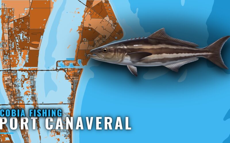 Cobia Fishing Out of Port Canaveral: Reefs, Wrecks, Runs