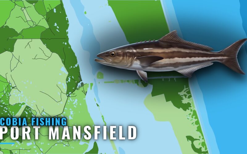 Cobia Fishing Out of Port Mansfield: Grounds and Runs