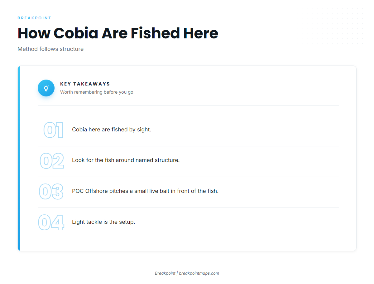 How cobia are fished here