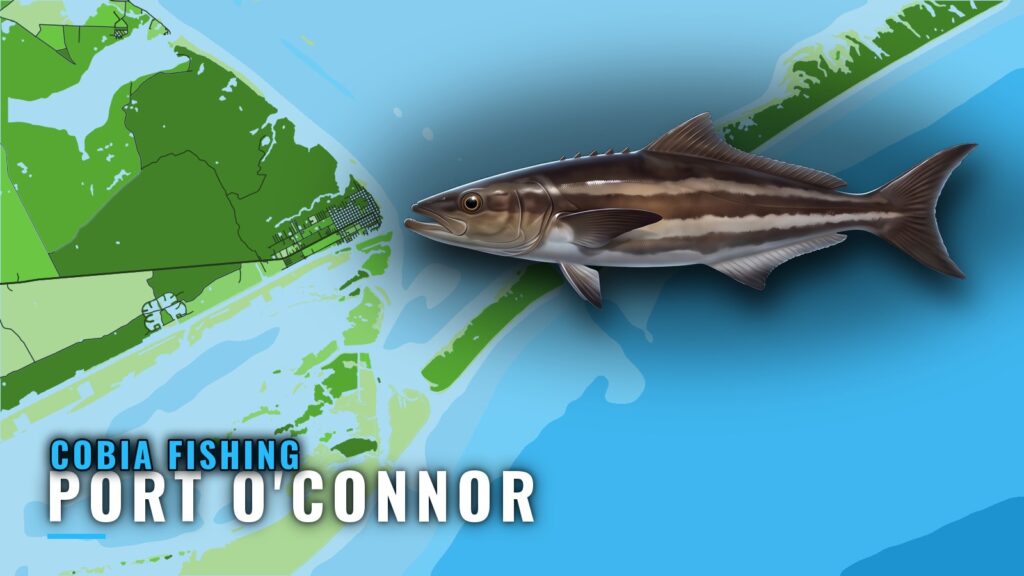 Cobia Fishing Out of Port O’Connor: Reefs, Runs and Guides