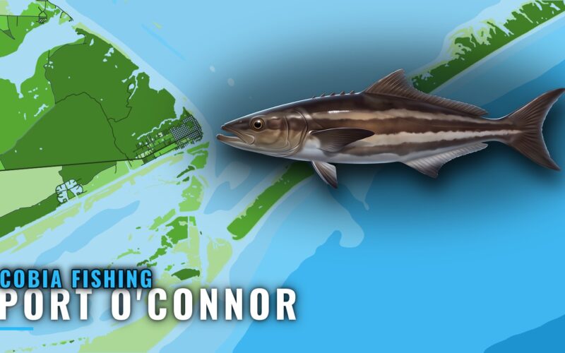 Cobia Fishing Out of Port O’Connor: Reefs, Runs and Guides