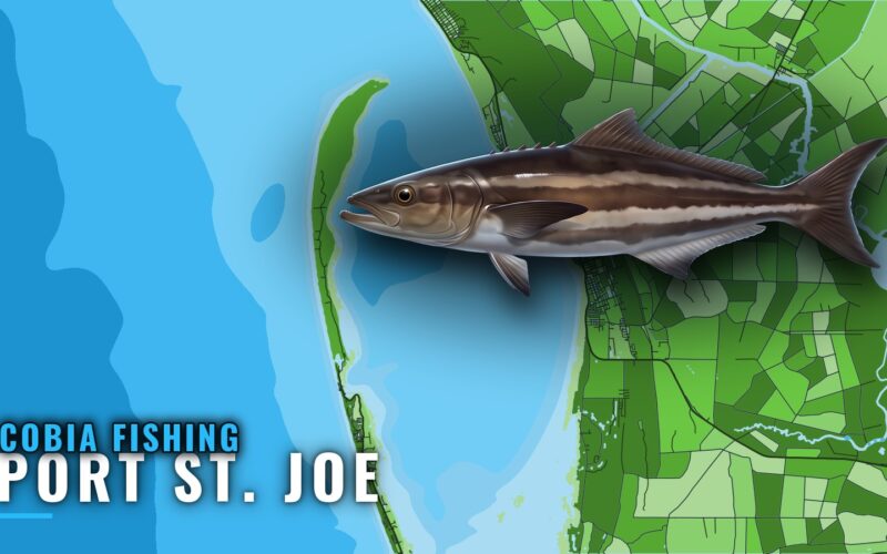 Cobia Fishing Out of Port St. Joe: Reefs, Run and Bait