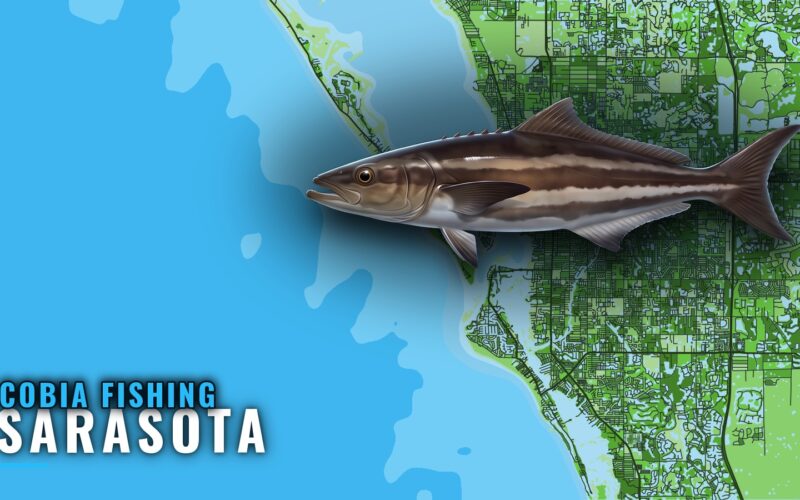 Cobia Fishing out of Sarasota: Season, Runs and Grounds