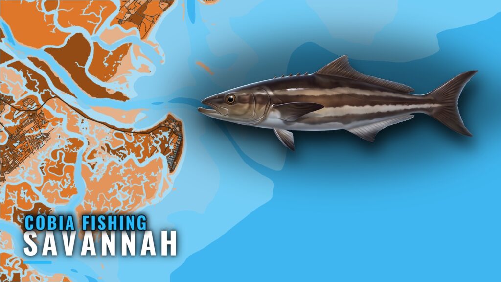 Cobia Fishing Out of Savannah: Reefs, Runs and Season