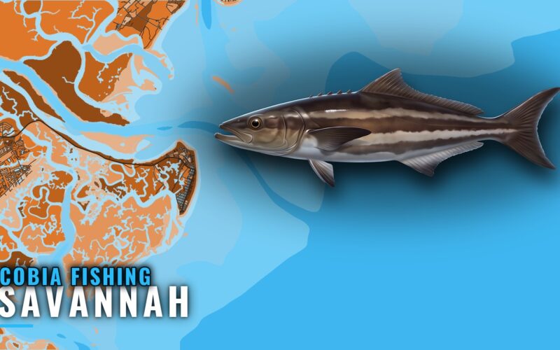 Cobia Fishing Out of Savannah: Reefs, Runs and Season