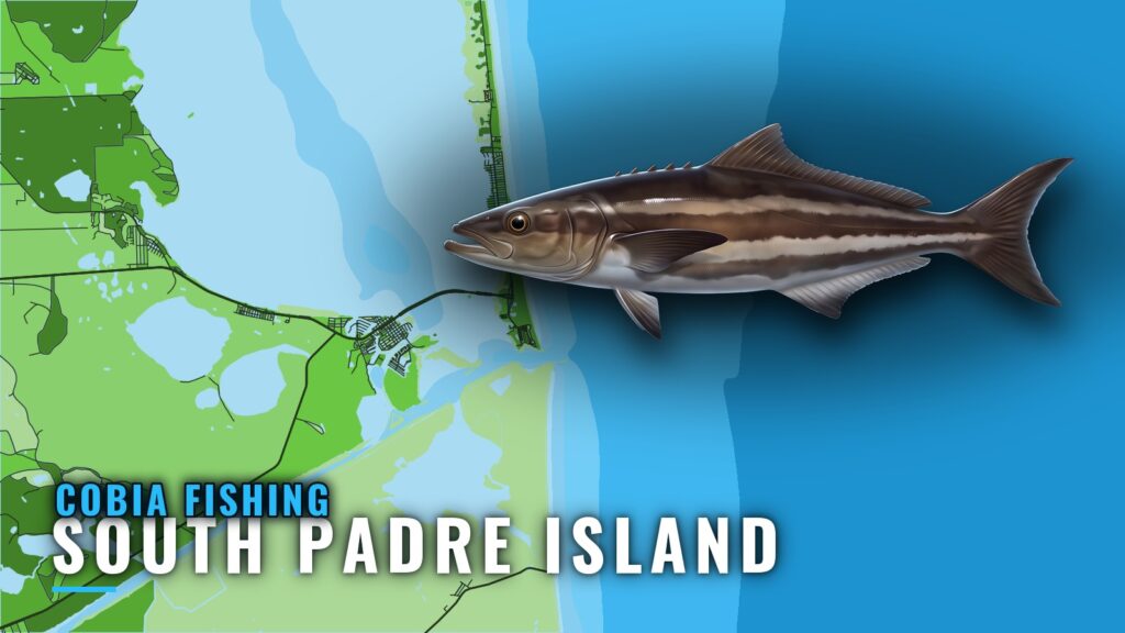Cobia Fishing Out of South Padre Island: Grounds and Runs