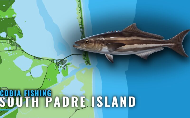 Cobia Fishing Out of South Padre Island: Grounds and Runs