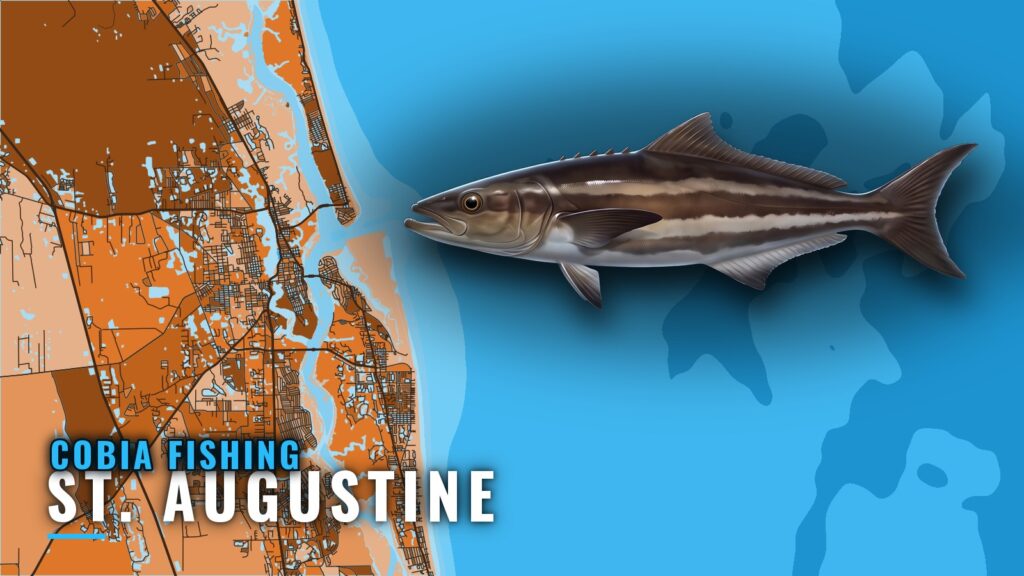 Cobia Fishing Out of St. Augustine: Reefs, Runs, Captains