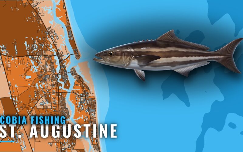 Cobia Fishing Out of St. Augustine: Reefs, Runs, Captains
