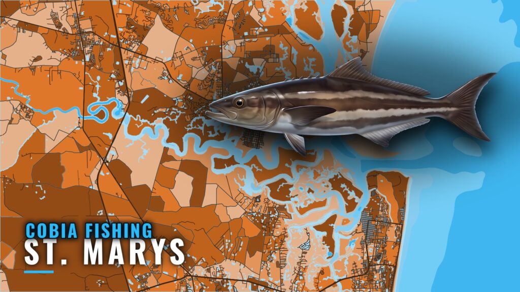 Cobia Fishing Out of St. Marys: Reefs, Jetties and Runs
