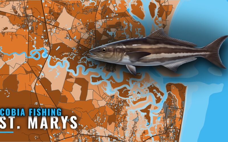 Cobia Fishing Out of St. Marys: Reefs, Jetties and Runs