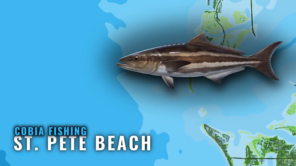 Cobia Fishing Out of St. Pete Beach: Reefs, Runs, Wrecks