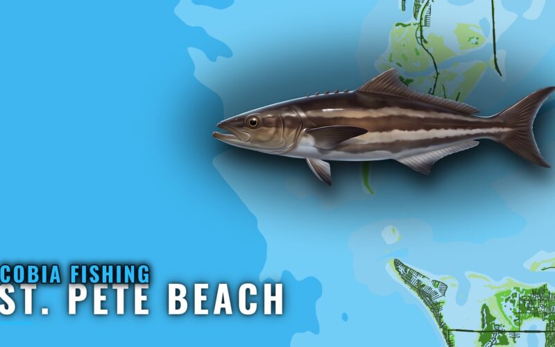 Cobia Fishing Out of St. Pete Beach: Reefs, Runs, Wrecks