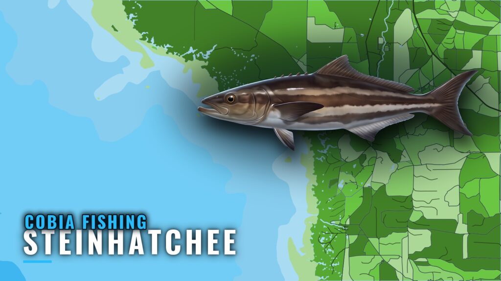 Cobia Fishing Out of Steinhatchee: Season, Grounds, Methods
