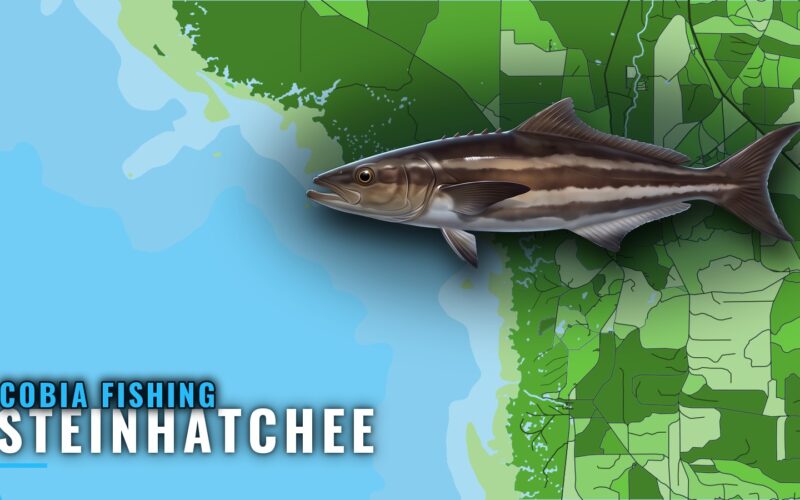 Cobia Fishing Out of Steinhatchee: Season, Grounds, Methods