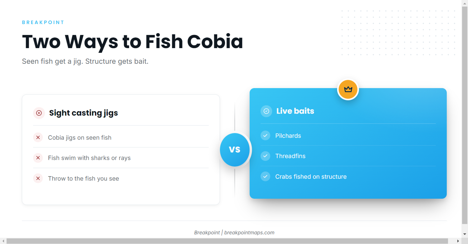 How cobia are fished here