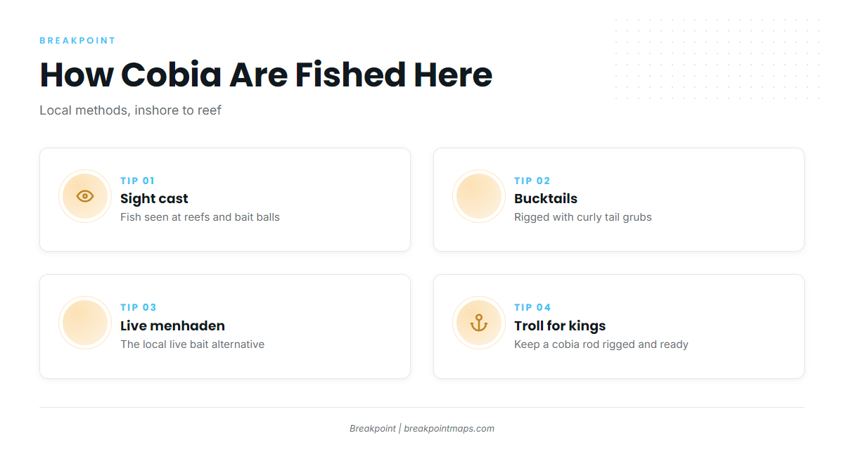 How cobia are fished here
