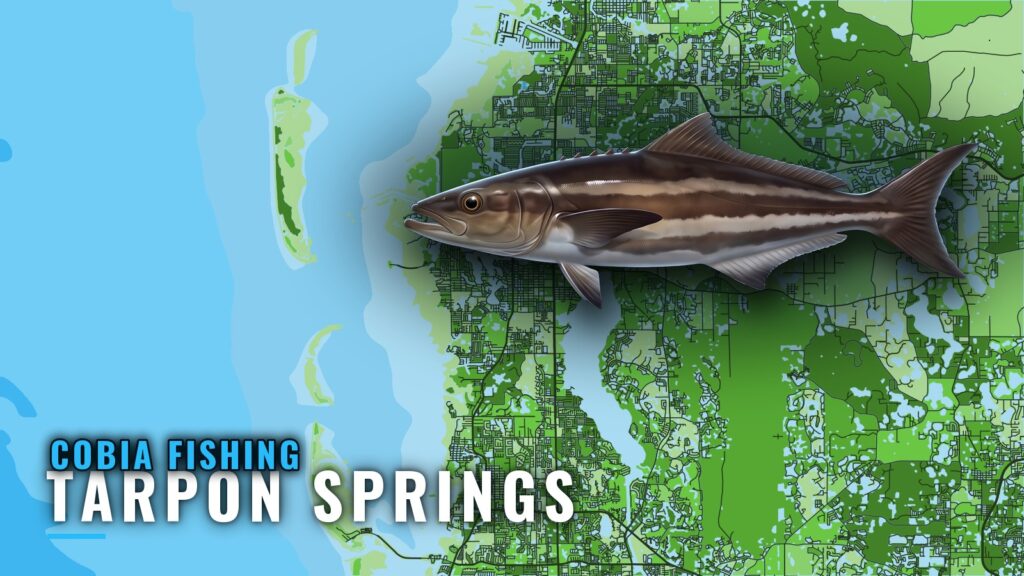 Cobia Fishing Out of Tarpon Springs: Flats, Reefs, Runs