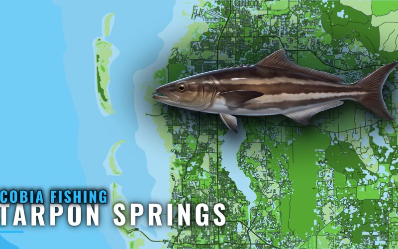 Cobia Fishing Out of Tarpon Springs: Flats, Reefs, Runs