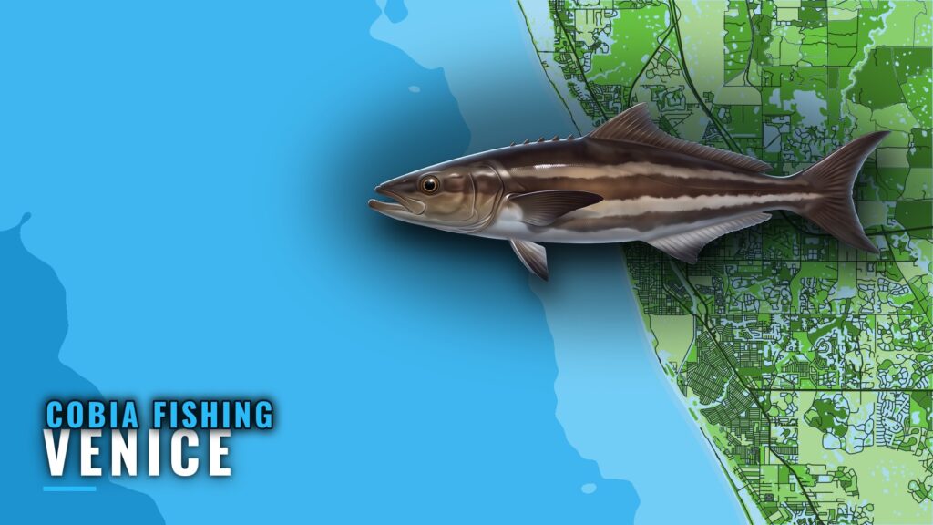 Cobia Fishing Out of Venice, FL: Reefs, Runs and Buoys