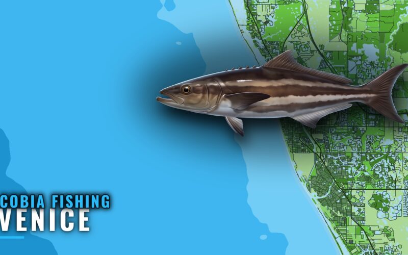 Cobia Fishing Out of Venice, FL: Reefs, Runs and Buoys