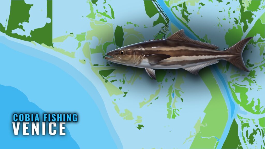 Cobia Fishing Out of Venice: Rigs, Lumps and Runs
