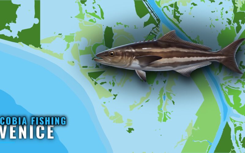 Cobia Fishing Out of Venice: Rigs, Lumps and Runs