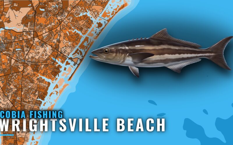 Cobia Fishing out of Wrightsville Beach: Season and Grounds