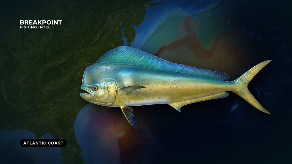 Dolphin (mahi-mahi) and wahoo federal rules: Atlantic limits