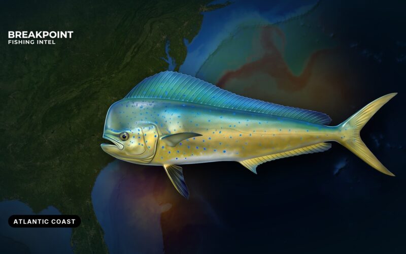 Dolphin (mahi-mahi) and wahoo federal rules: Atlantic limits
