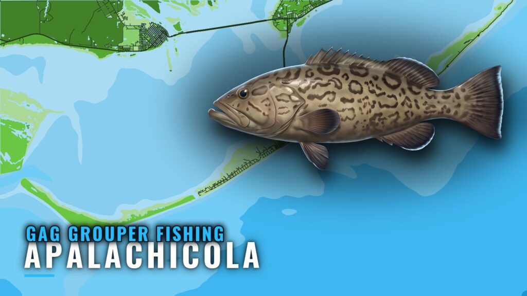 Gag Grouper Fishing Out of Apalachicola: Runs and Reefs