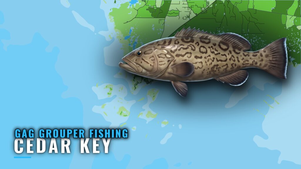 Gag Grouper Fishing out of Cedar Key: Reefs, Depths, Runs