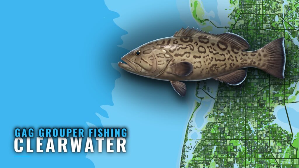 Gag Grouper Fishing Out of Clearwater: Reefs and Ledges
