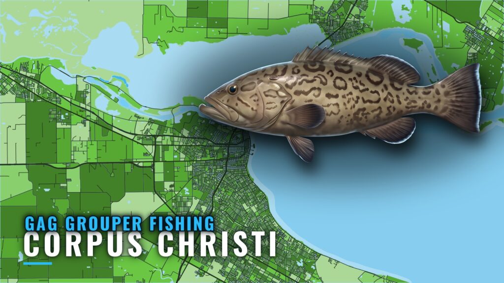 Gag Grouper Fishing out of Corpus Christi: Where to Run