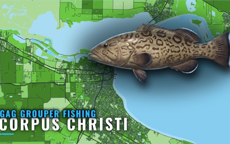 Gag Grouper Fishing out of Corpus Christi: Where to Run