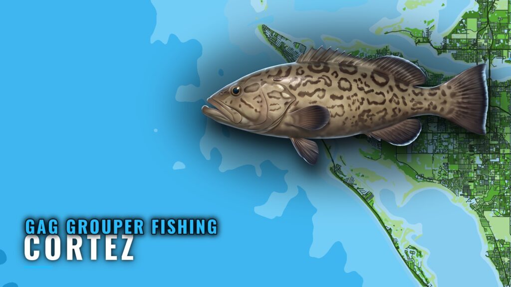 Gag Grouper Fishing Out of Cortez: Reefs, Runs, Depths