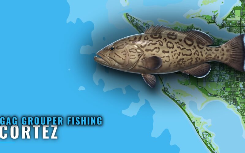 Gag Grouper Fishing Out of Cortez: Reefs, Runs, Depths