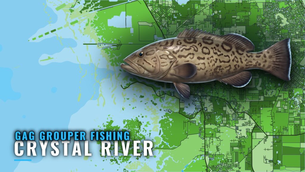 Gag Grouper Fishing Out of Crystal River: Runs and Reefs