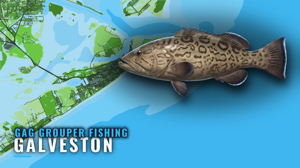 Gag Grouper Fishing Out of Galveston: Runs and Grounds