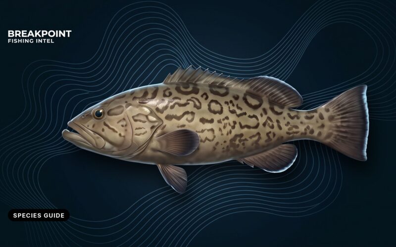 Gag Grouper Fishing Guide: ID, Habitat, Tactics, Rules