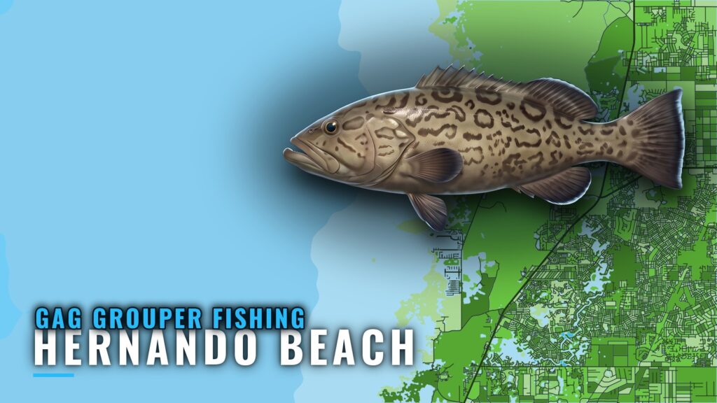 Gag Grouper Fishing Out of Hernando Beach: Reefs and Runs
