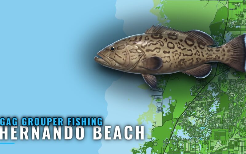 Gag Grouper Fishing Out of Hernando Beach: Reefs and Runs